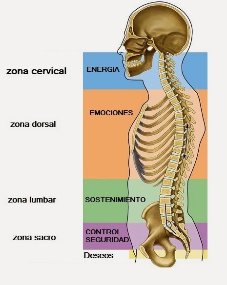 Anatomía de la columna (III). Relación entre las vértebras y las emociones  - Barcelona Quiropractic