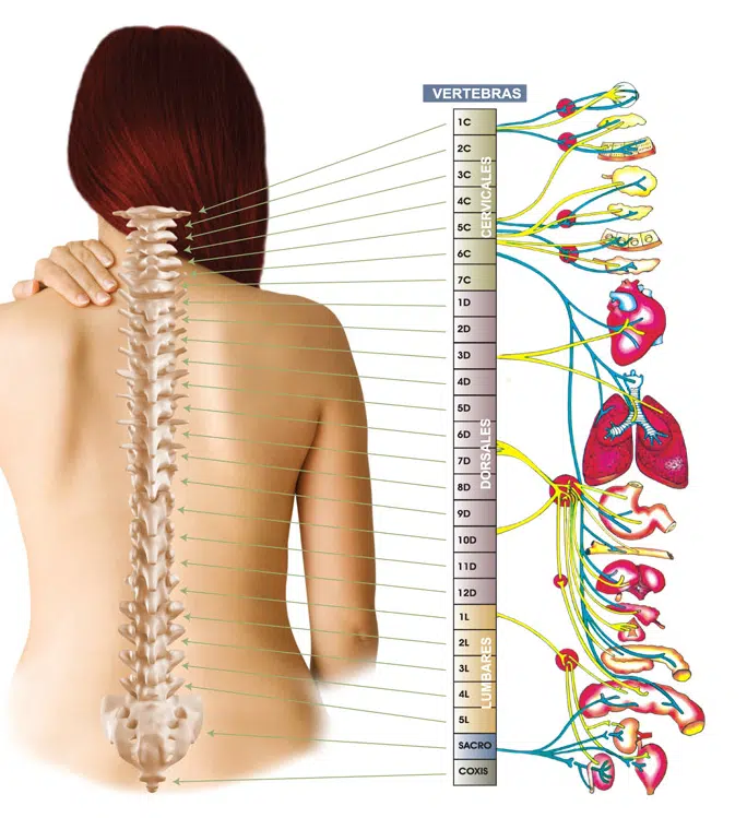 Anatomía de la columna (II). Relación entre las vértebras y los órganos del  cuerpo - Barcelona Quiropractic