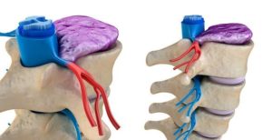 quiropractica-sistema-nervioso