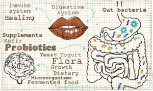La flora intestinal, un regulador implacable de nuestro sistema inmune.